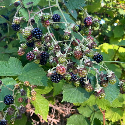 PNW Jam + Scones Class in Oregon's Willamette Valley